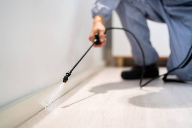 Licensed Wasp Removal service in Mitchellville, MD - Show Me Pest Control